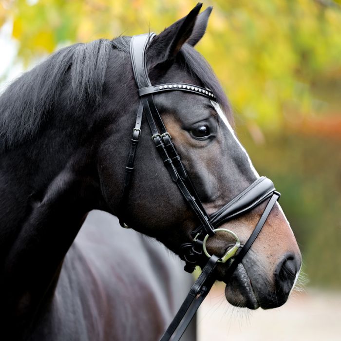 Ogłowie munsztukowe Charlotte Kavalkade - Cavalo